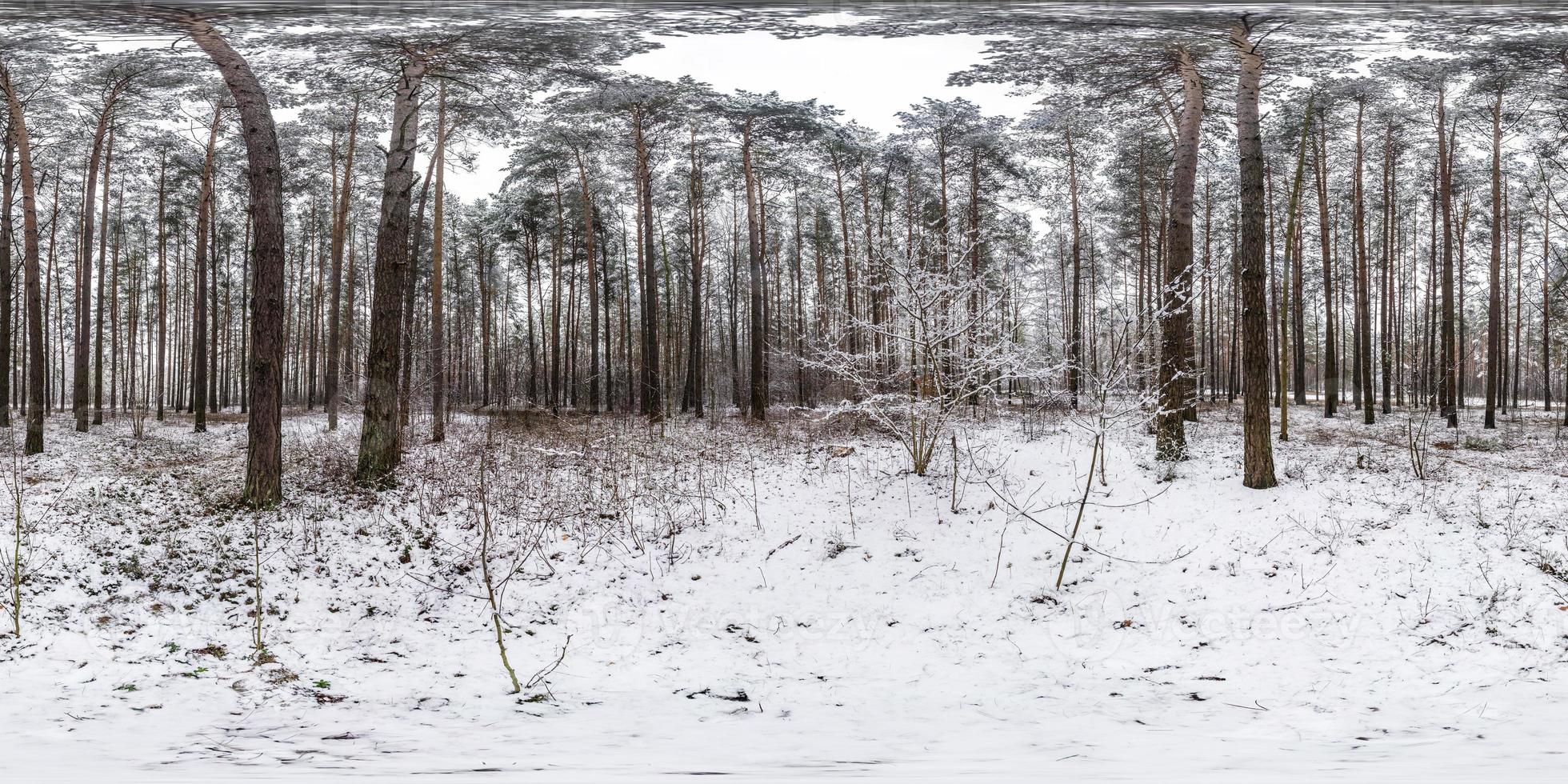 Winter full spherical hdri panorama 360 degrees angle view road in a snowy pinery forest with gray pale sky in equirectangular projection. VR AR content photo