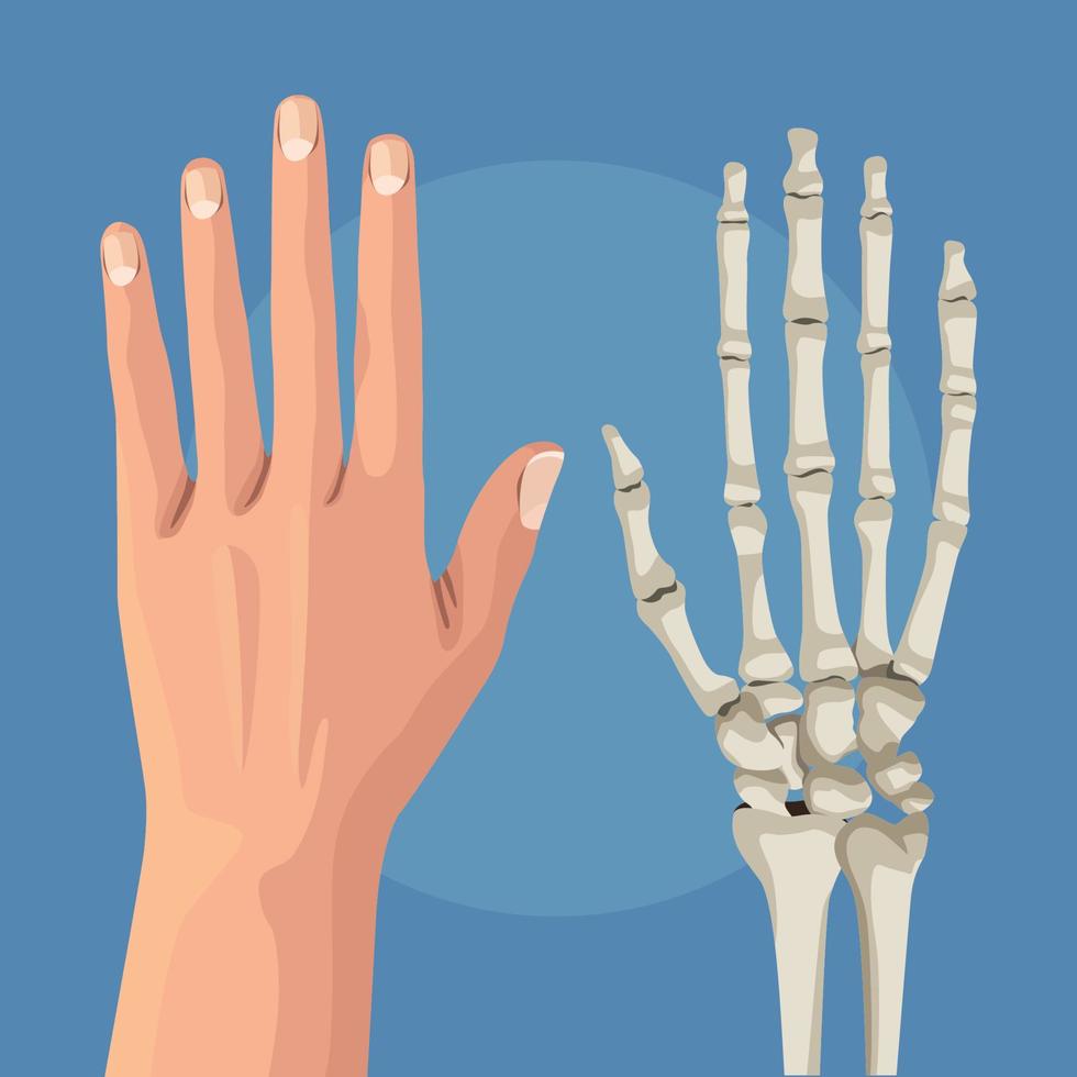 hand skin and bones vector