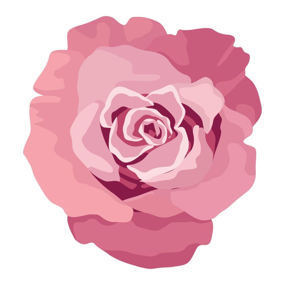 pink rose flower vector