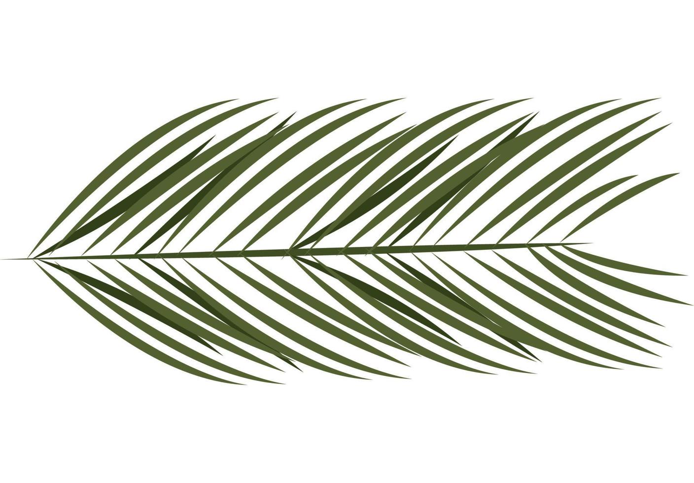palm leaf plant foliage vector