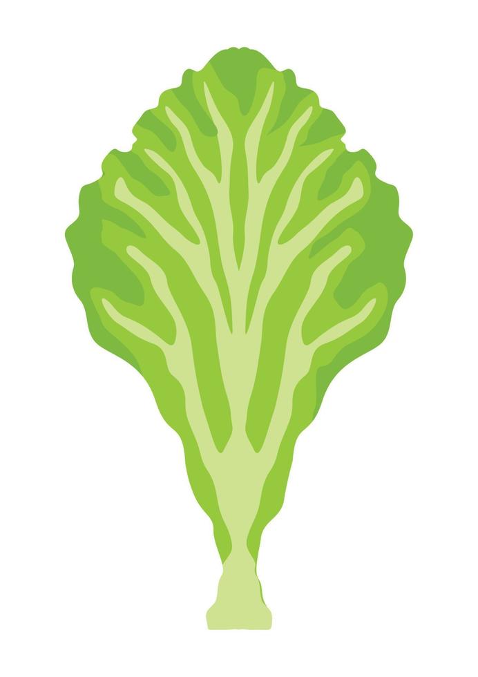 lechuga fresca vector