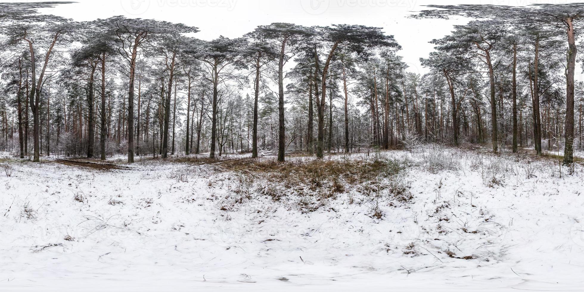 Winter full spherical hdri panorama 360 degrees angle view road in a snowy pinery forest with gray pale sky in equirectangular projection. VR AR content photo