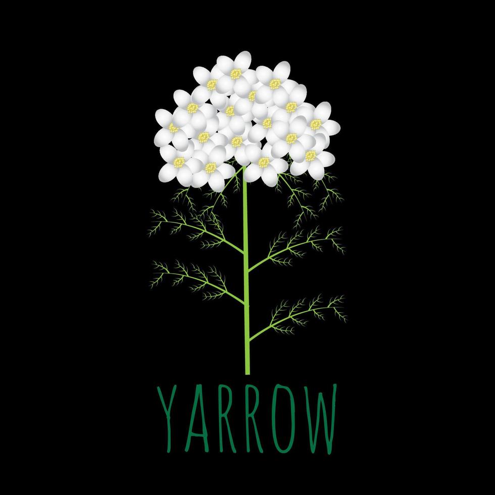 white yarrow flower vector illustration