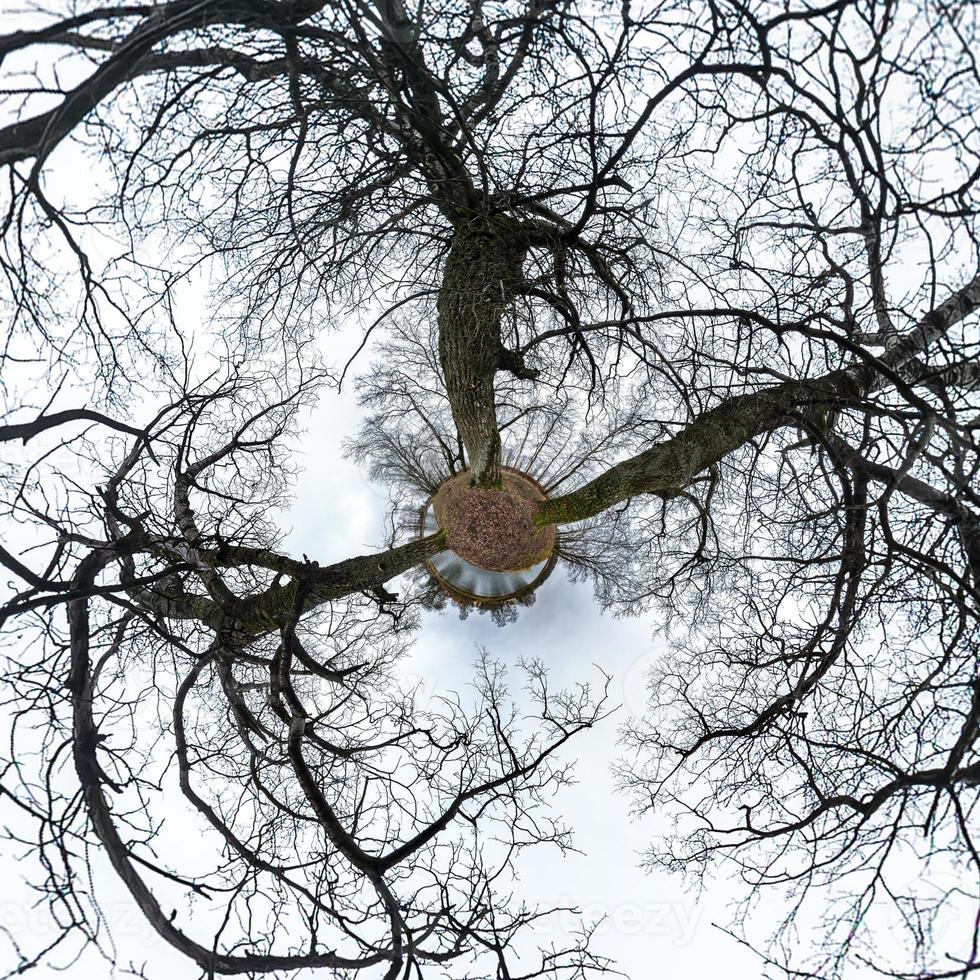 Little planet transformation of spherical panorama 360 degrees. Spherical abstract aerial view in oak forest with clumsy branches. Curvature of space. photo