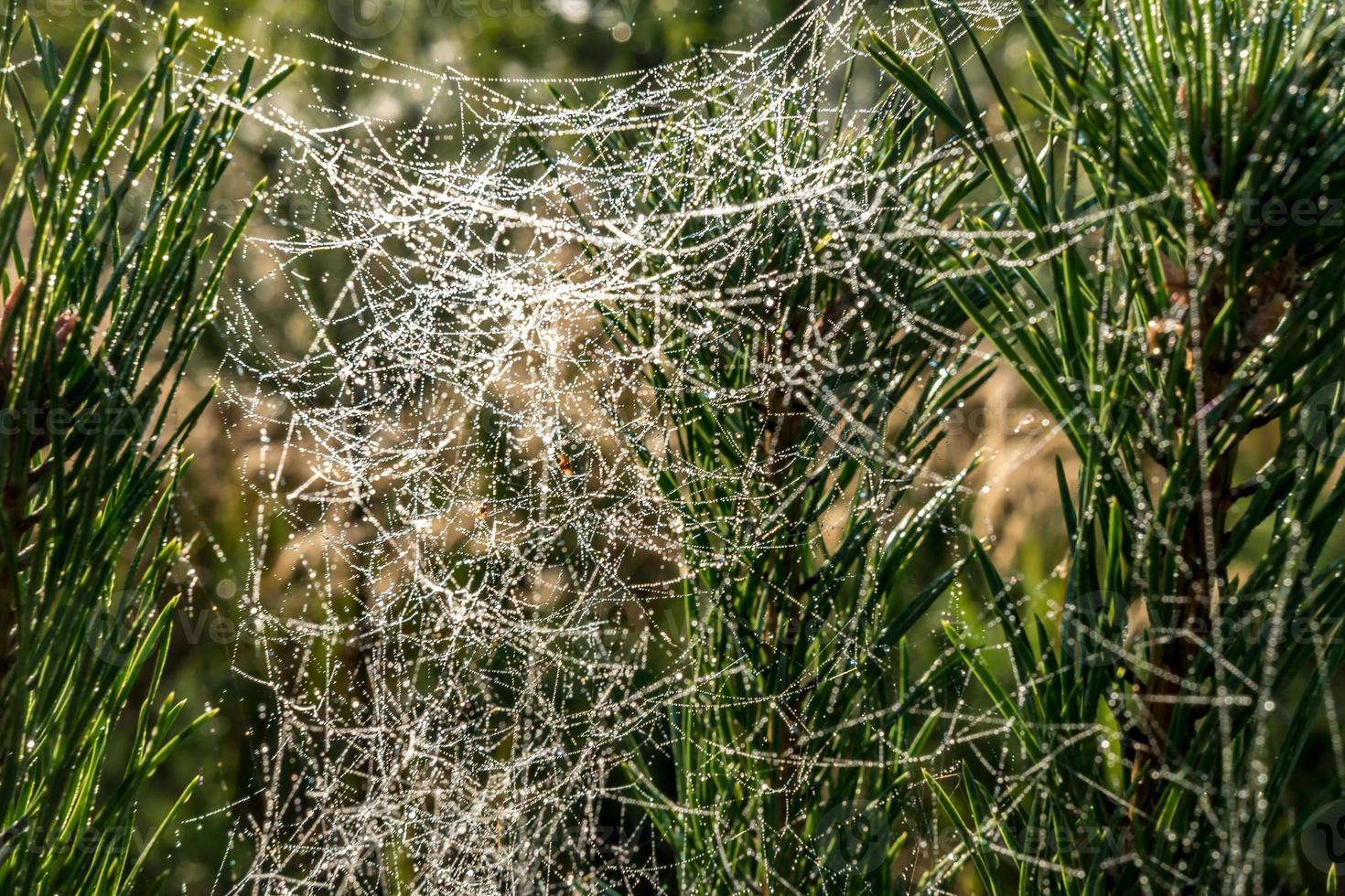drops of morning dew on a spider web on pine branches at sunrise photo