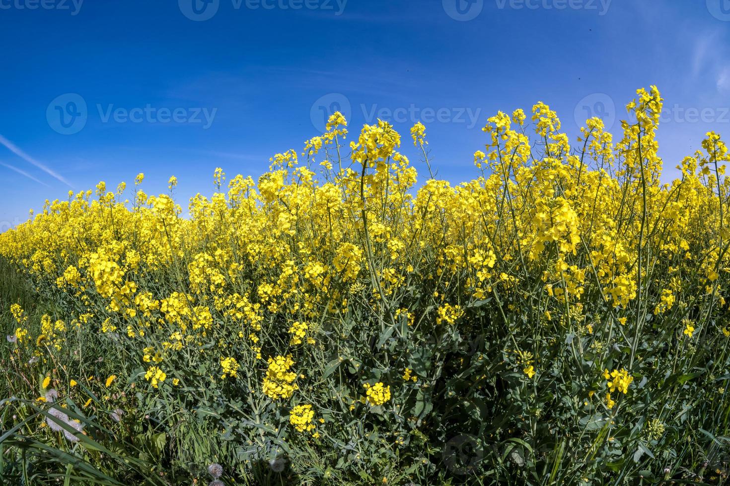 Field of beautiful springtime golden flower of rapeseed with blue sky photo