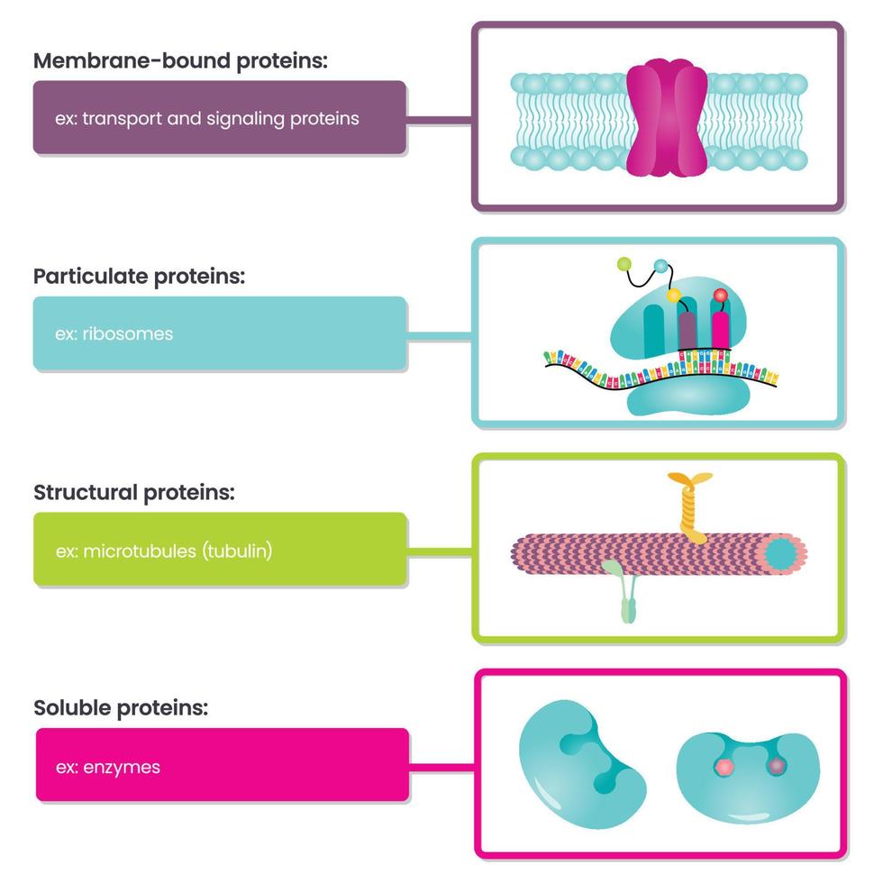 Types of Proteins vector