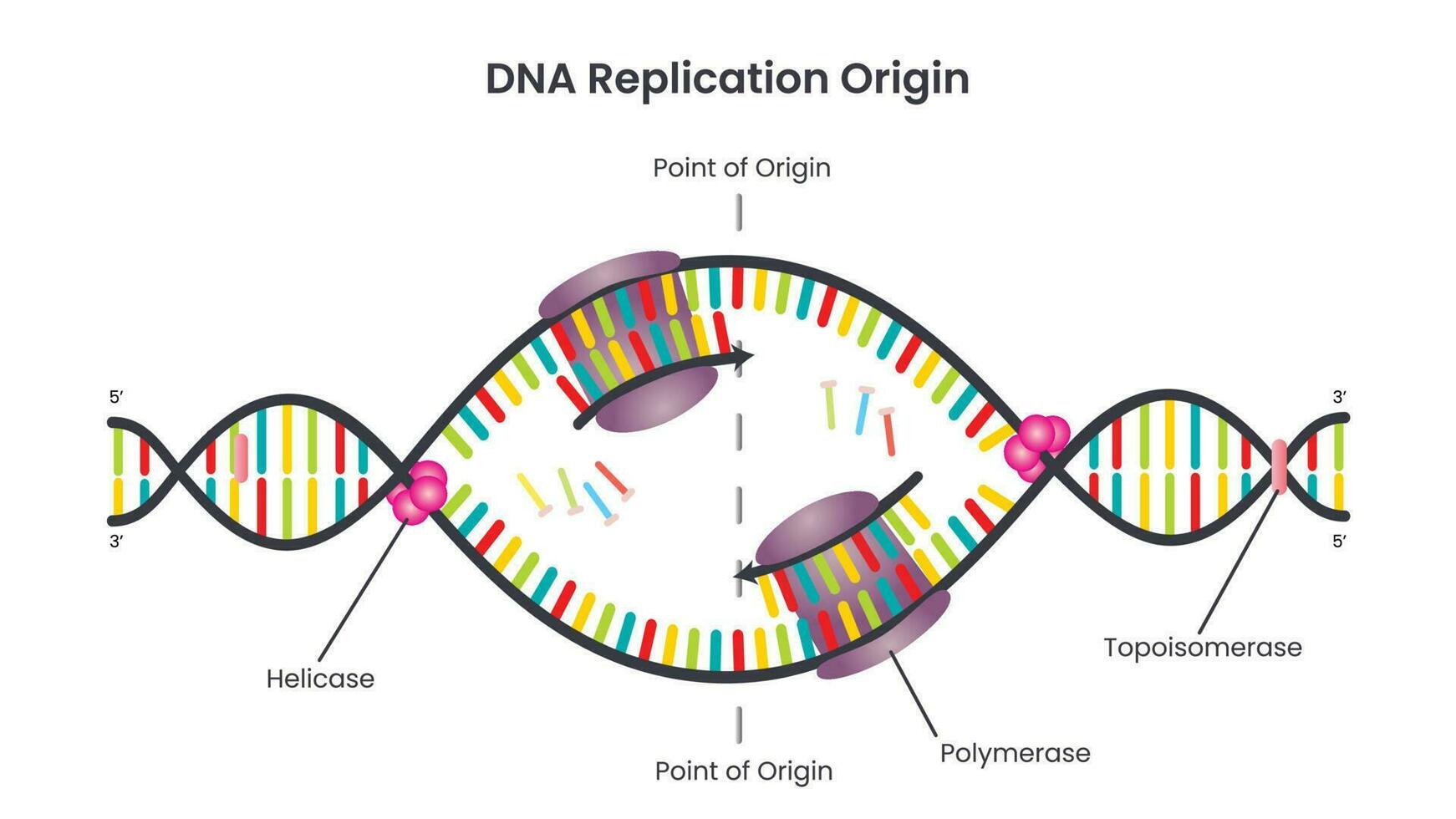 dna-replication-point-of-origin-or-replication-bubble-10386626-vector