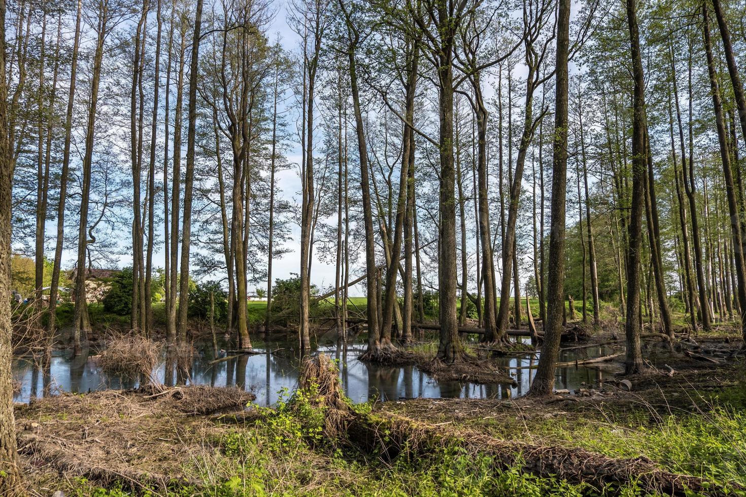 bosque de árboles altos en agua de pantano foto