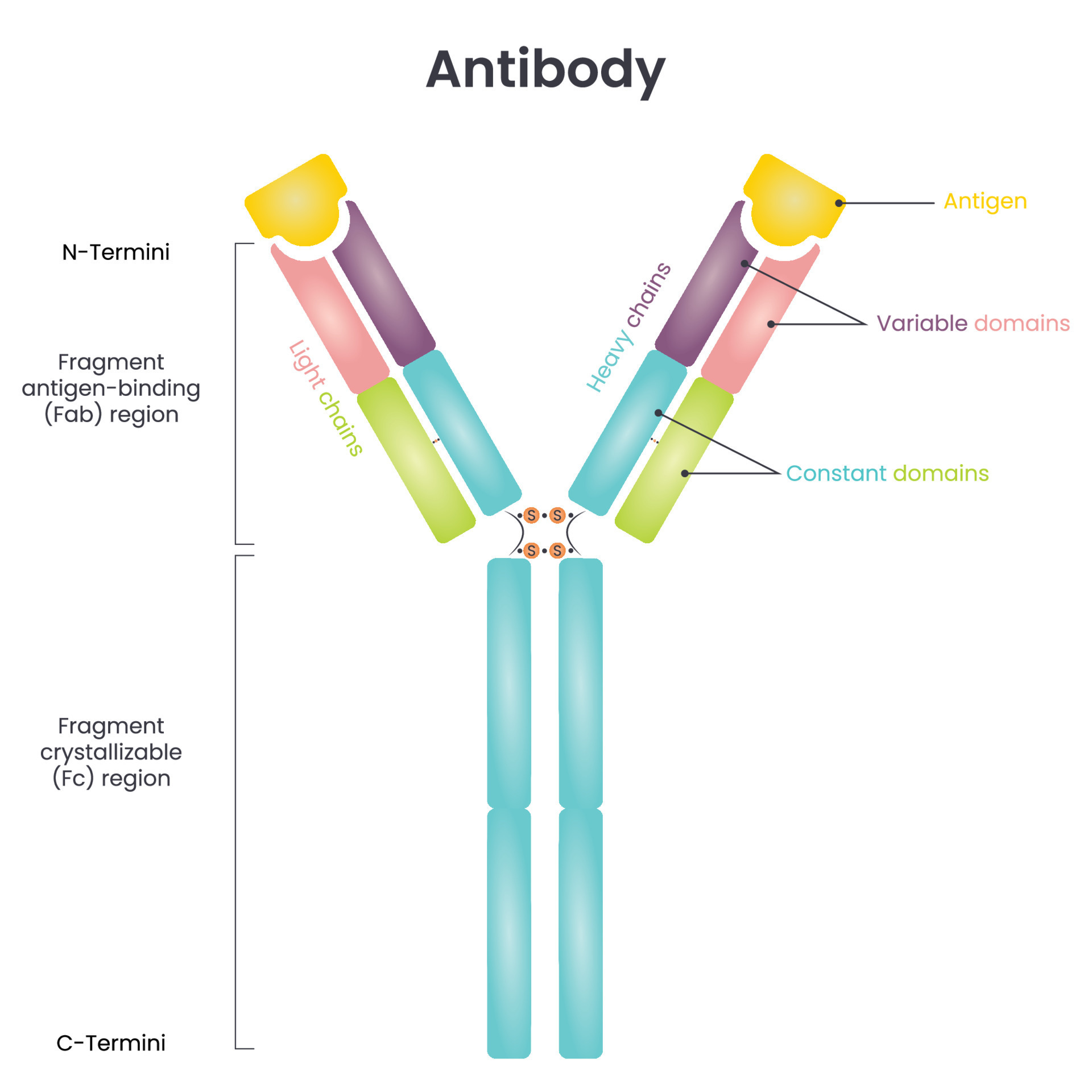 Antibody structure vector diagram 10386686 Vector Art at Vecteezy