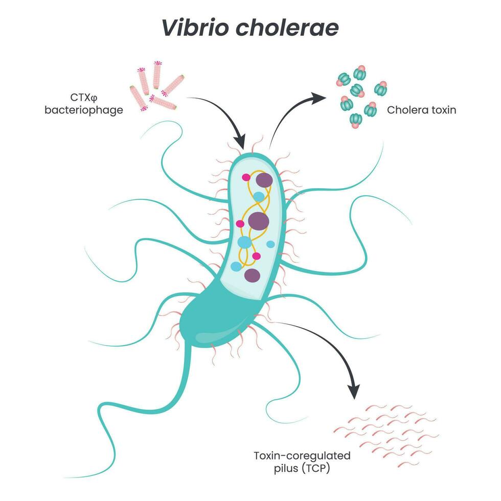 Vibrio cholerae diagram vector