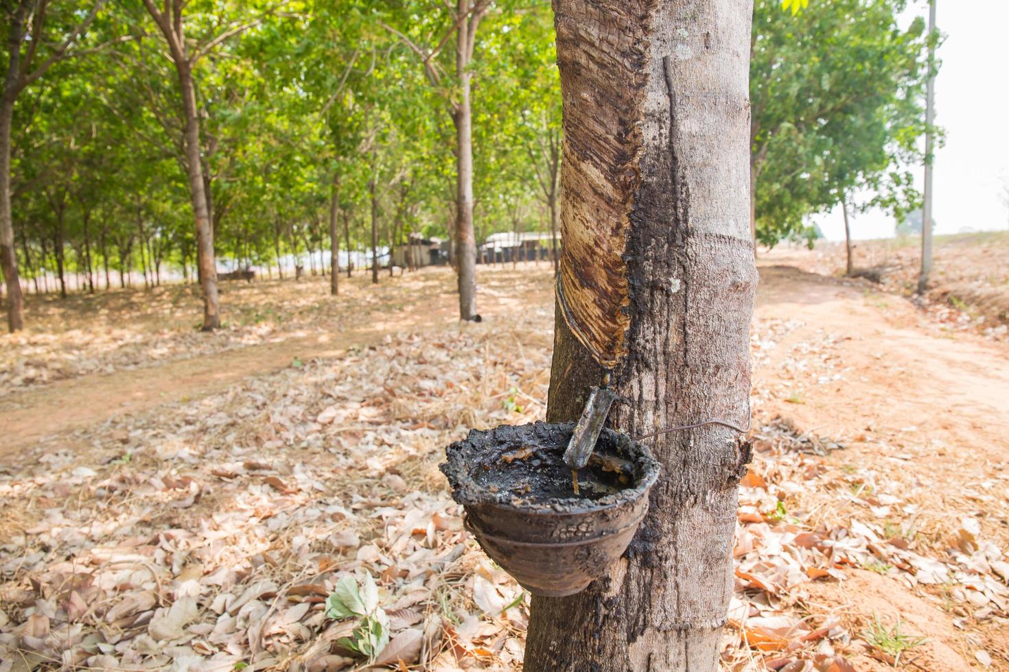 old rubber tree farm at thailand as a source of natural rubber photo