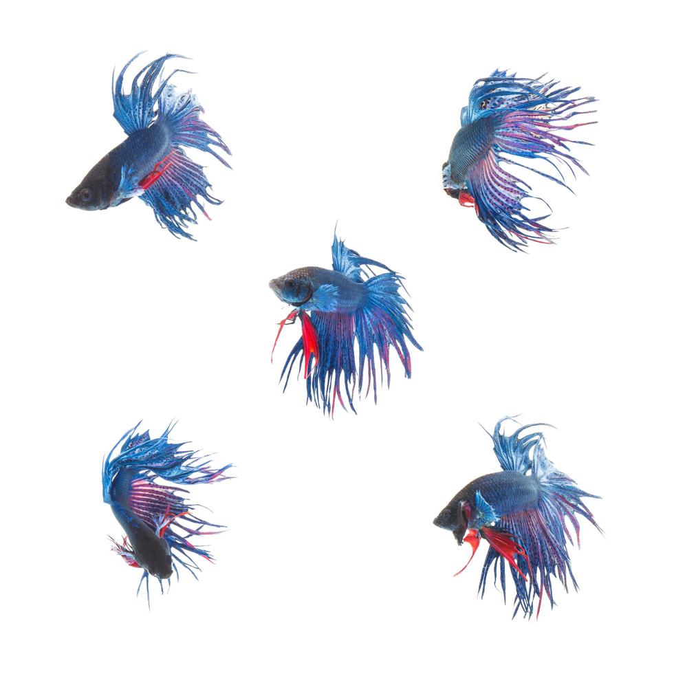 Collection Group of blue siamese fighting fish, Betta splendens fish on white background photo