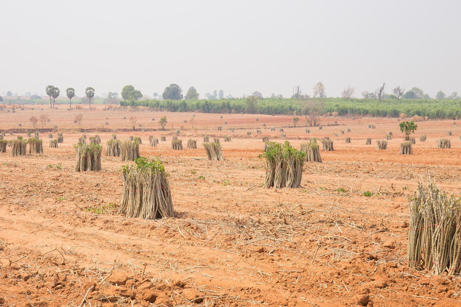 The cultivation of cassava plantation at field. Landscape of cassava plantation photo