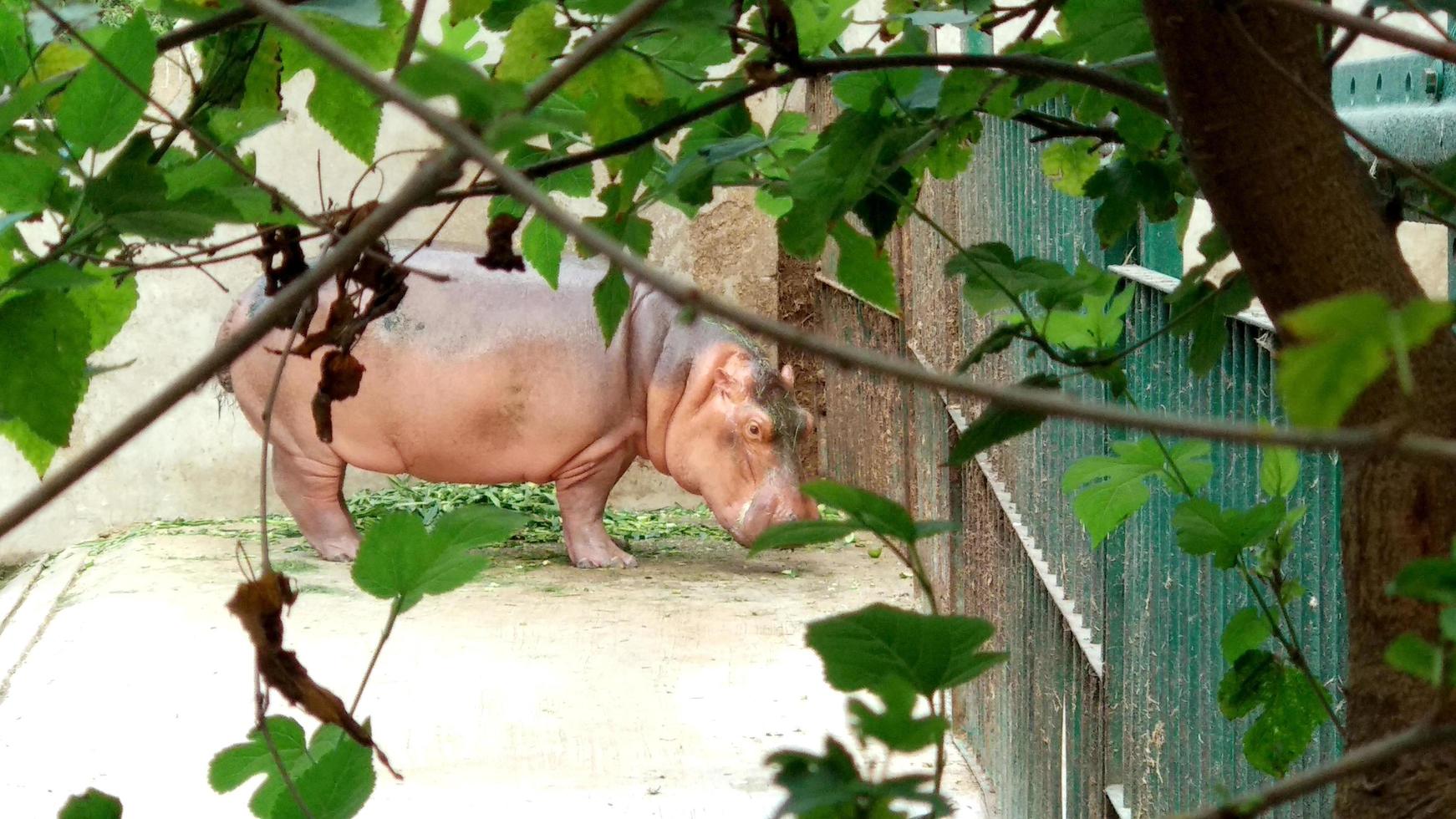 portrait of a hippopotamus at the zoo. Beautiful prehistoric animal. photo