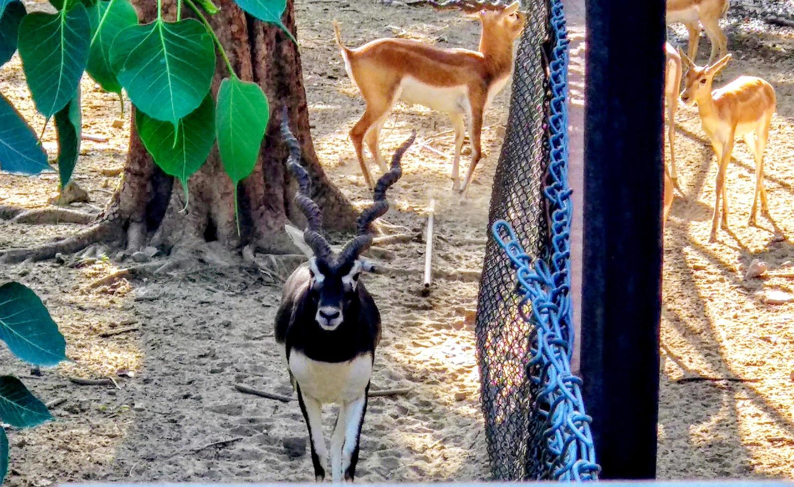 Beautiful wild animal Blackbuck deer, Antilope cervicapra or Indian antelope photo