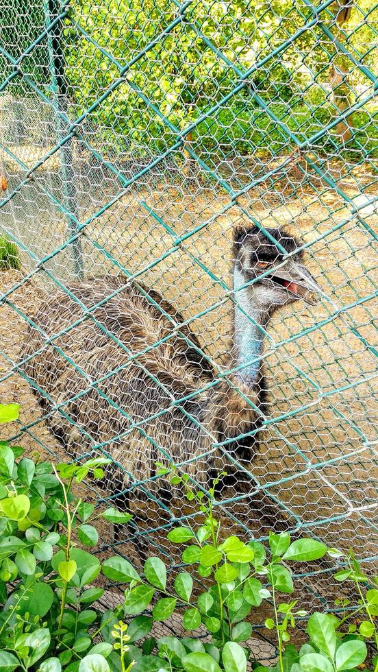 ostrich in the zoo in india photo