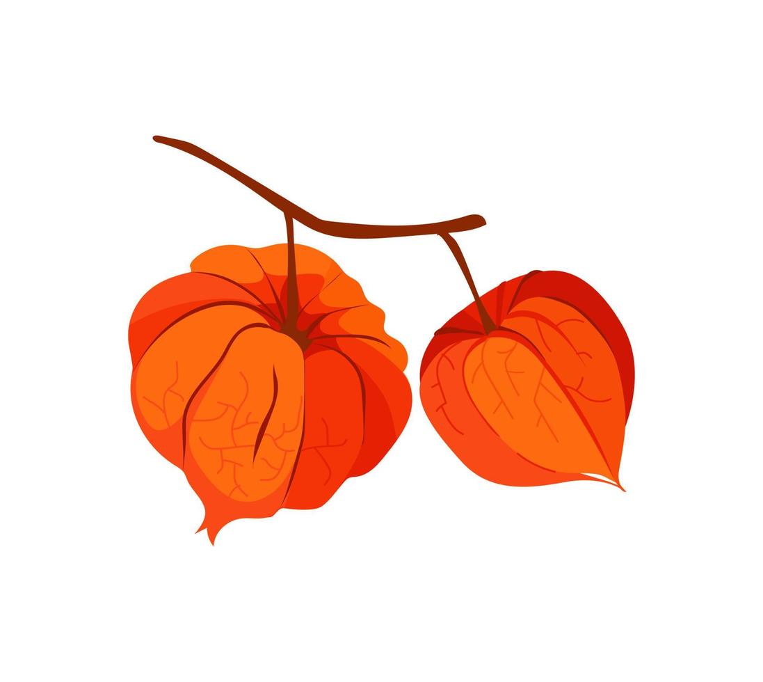 Physalis flowerson white background. Vector