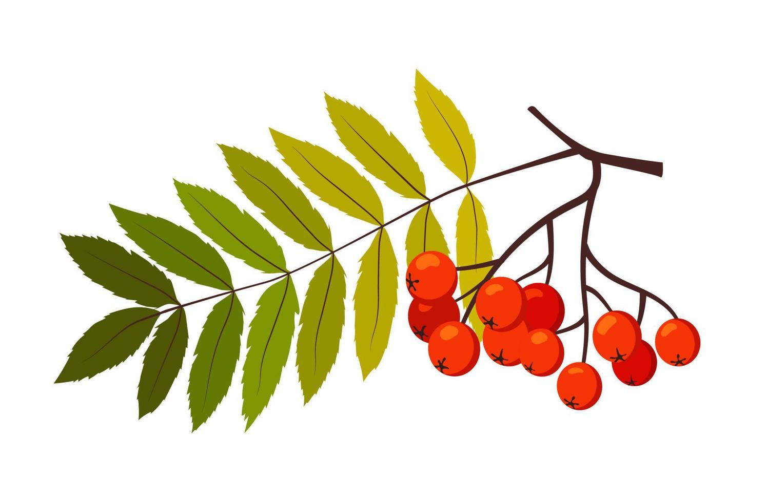 Branch of ripe rowan vector