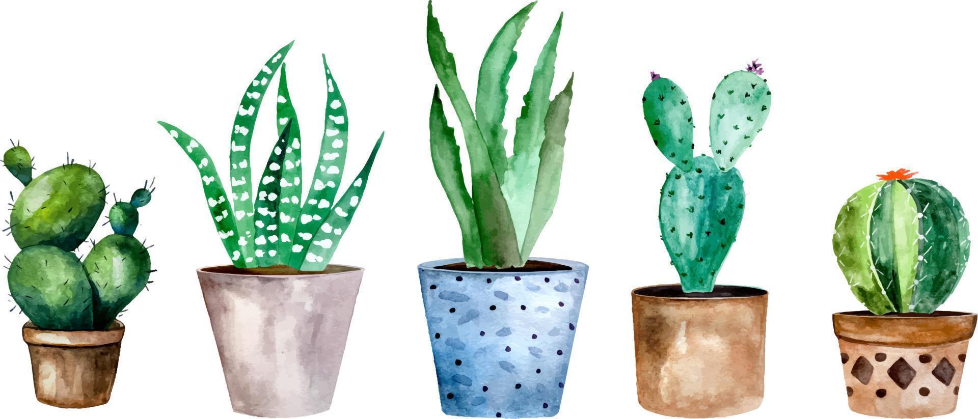 Watercolor illustration of cactus and succulent plants in pot. Watercolor individual flower pot vector
