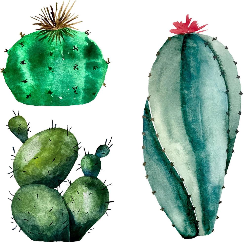 Watercolor illustration of cactus set on white. Botanic illustration of succulent and cacti vector