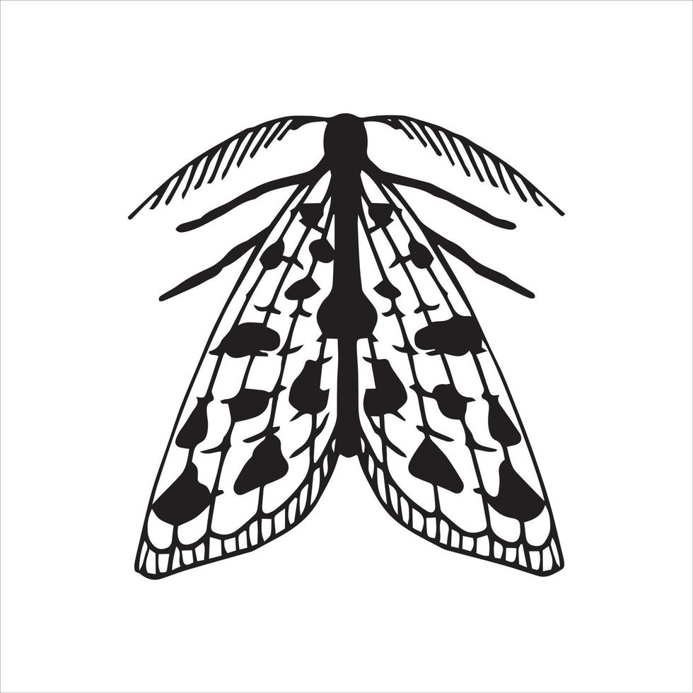 vector line drawing. moth. simple drawing of a butterfly isolated on a white background. black and white graphics. symbol of mysticism, magic, halloween