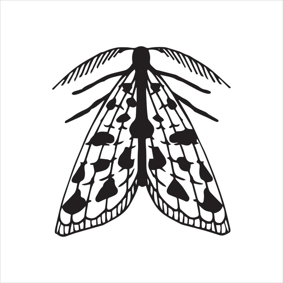 dibujo lineal vectorial. polilla. dibujo simple de una mariposa aislada en un fondo blanco. gráficos en blanco y negro. símbolo de misticismo, magia, víspera de todos los santos vector