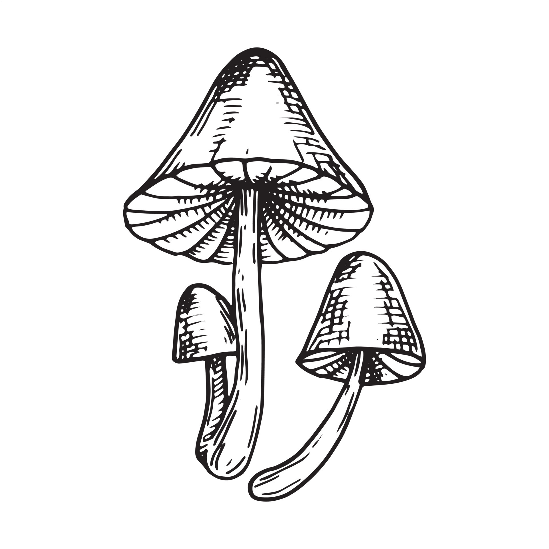 poisonous mushroom images and clipart