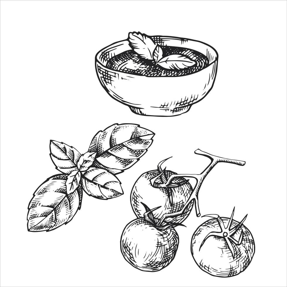 dibujo vectorial, boceto. salsa de tomate con tomate y albahaca. cocina georgiana, cocina nacional. ilustración gráfica vector