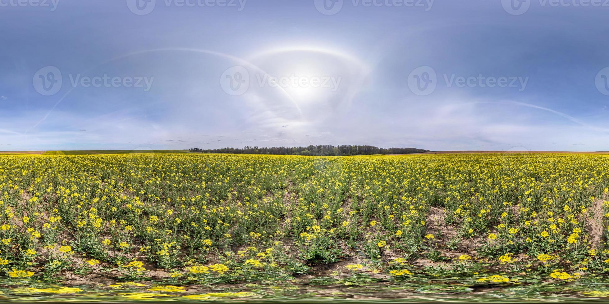 full seamless spherical hdri panorama 360 degrees angle view on among rapseed canola colza fields in spring day with halo in sky in equirectangular projection, ready for VR AR virtual reality content photo