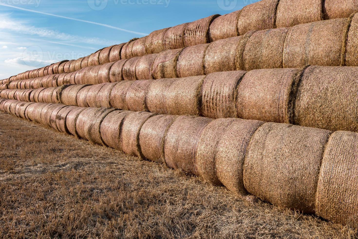 enorme montón de paja de pacas de rollo de heno entre campo cosechado. ropa de cama para ganado foto