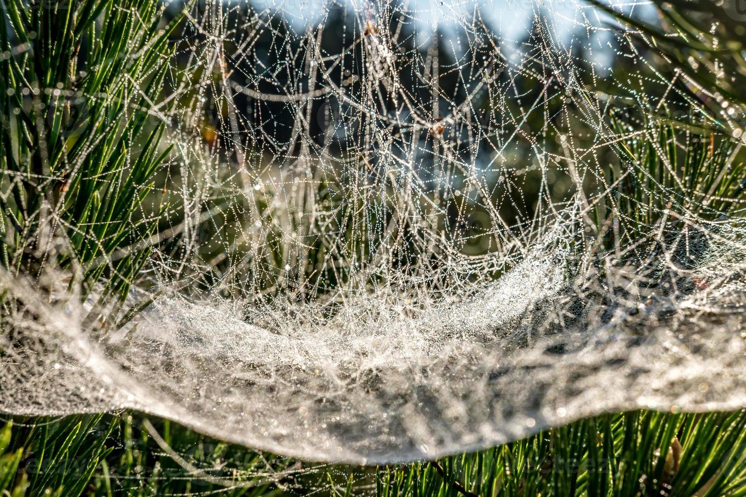 drops of morning dew on a spider web on pine branches at sunrise photo