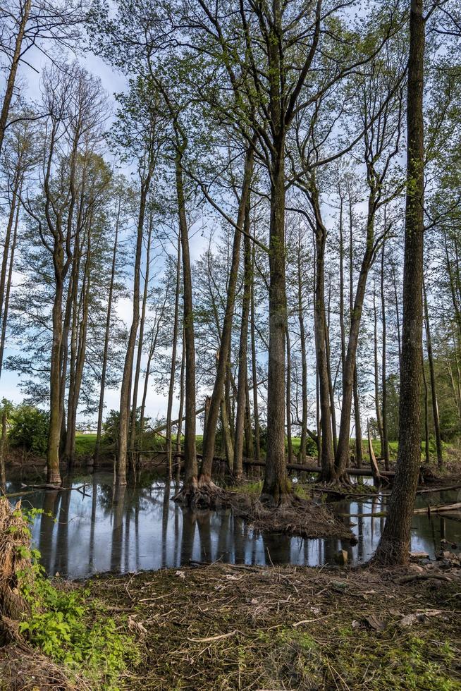 bosque de árboles altos en agua de pantano foto