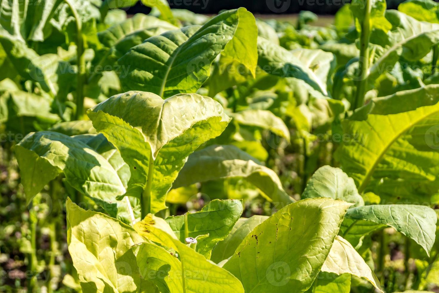 plantación de campo de tabaco bajo un cielo azul con grandes hojas verdes foto