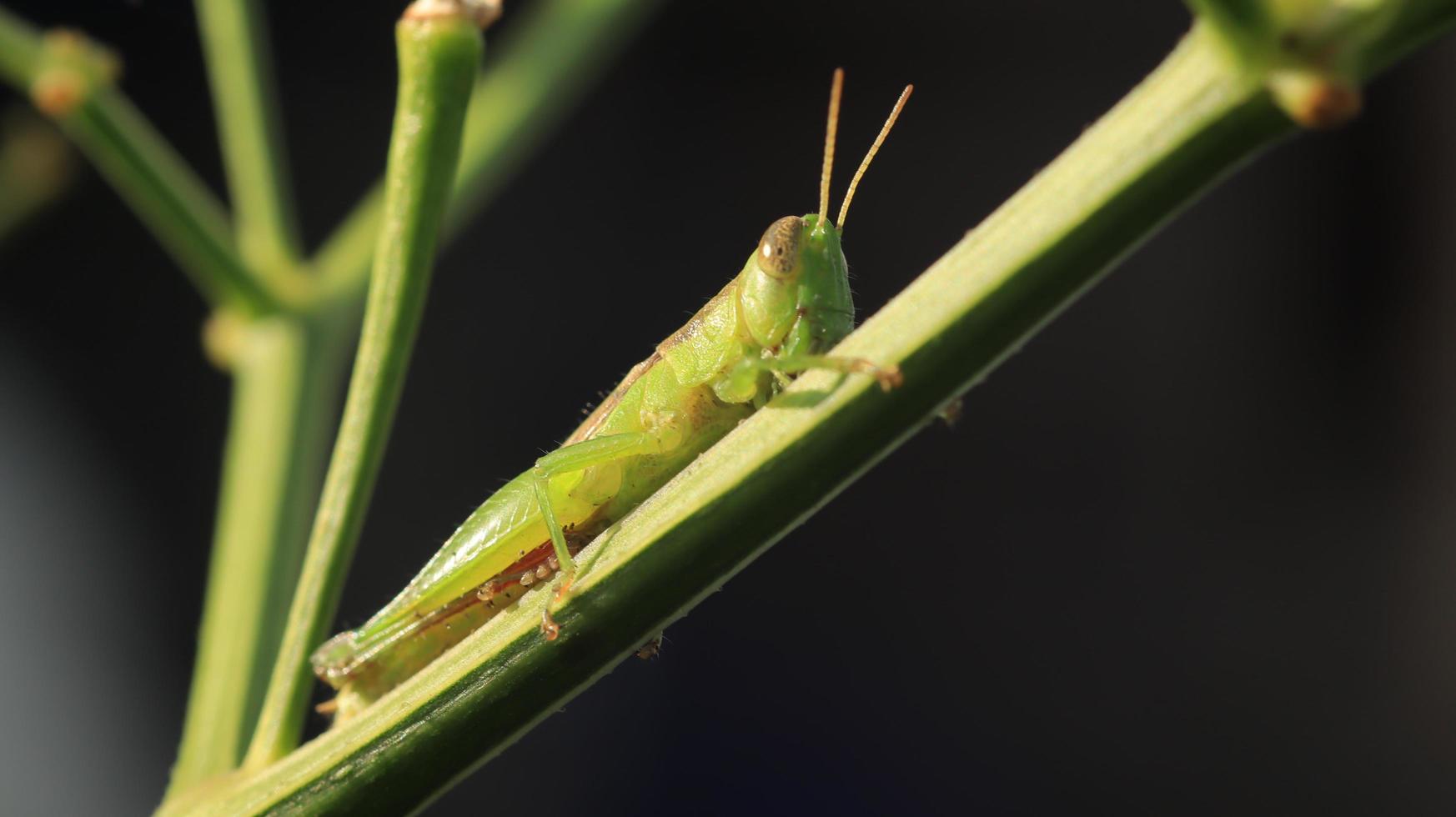 un saltamontes posado en una rama de planta verde foto