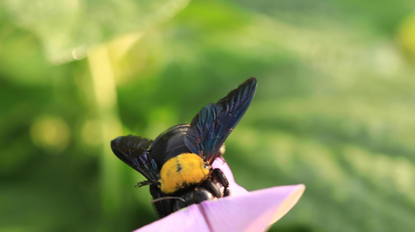 beetles help pollinate flower buds photo