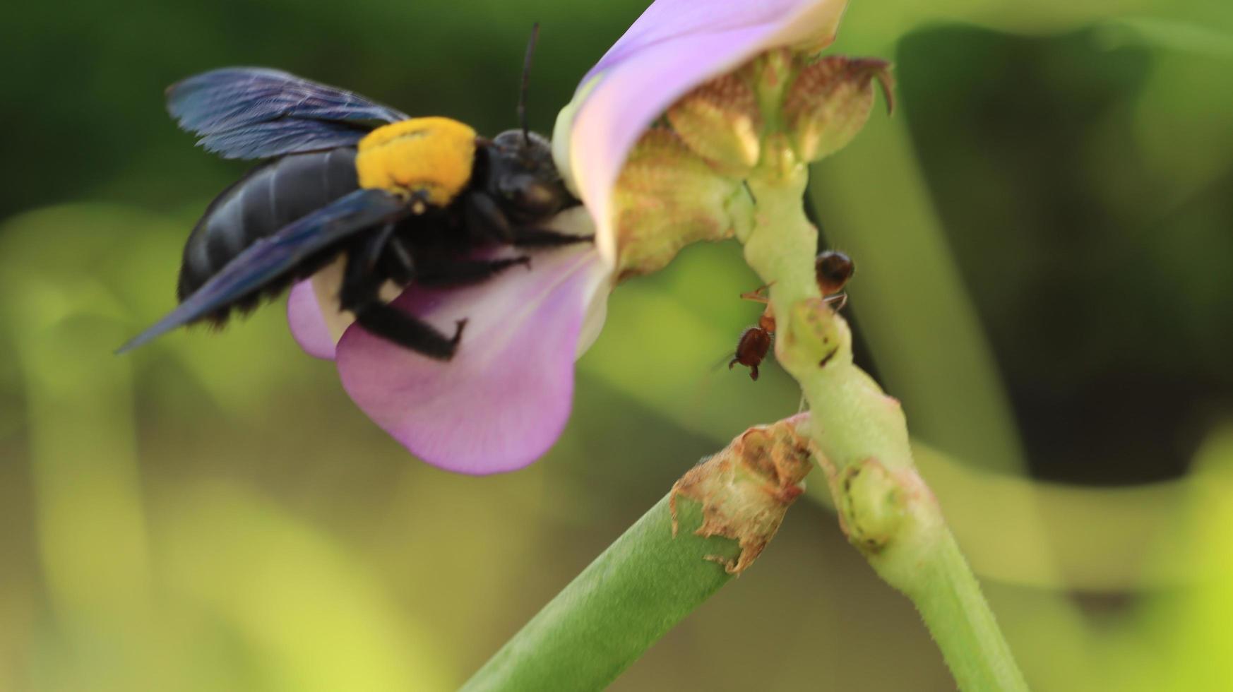 beetles help pollinate flower buds photo