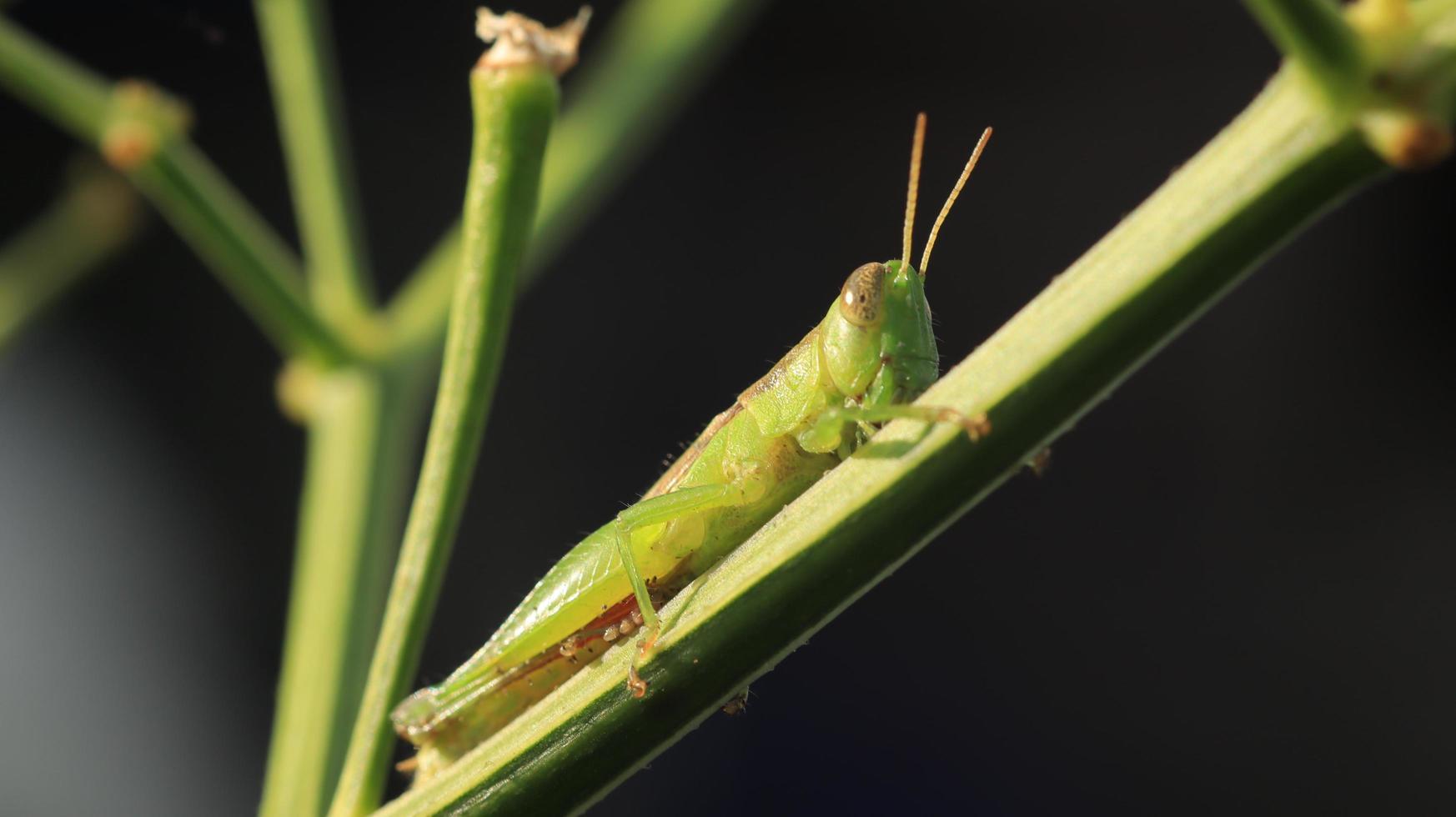 un saltamontes posado en una rama de planta verde foto