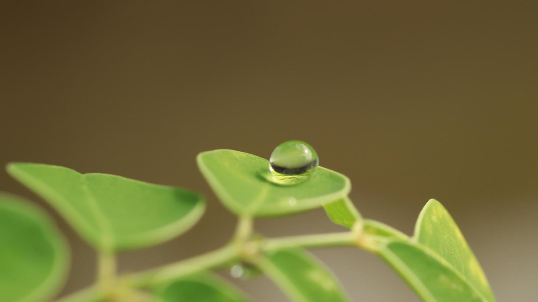 gotas de rocío en los pétalos de las hojas foto