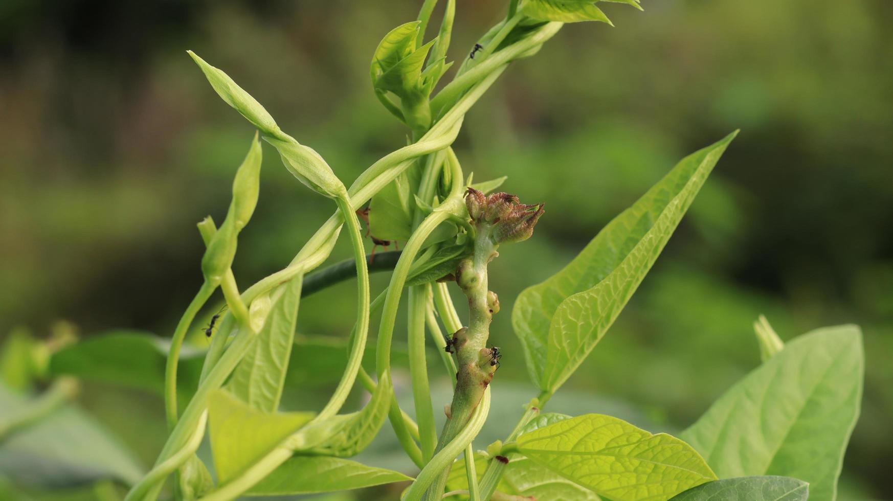 vines in the vegetable garden photo