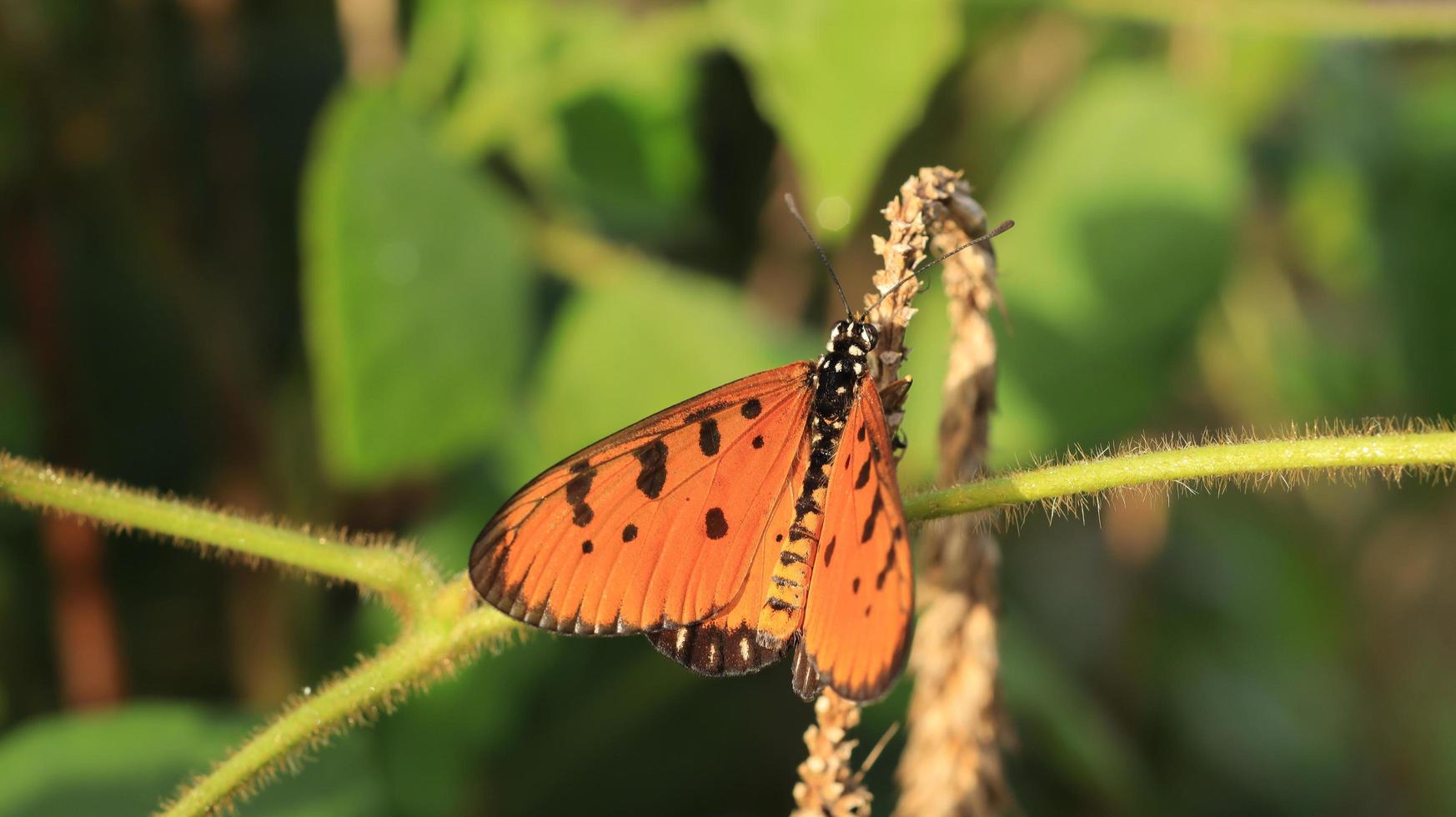 una pequeña mariposa en la rama de la flor foto