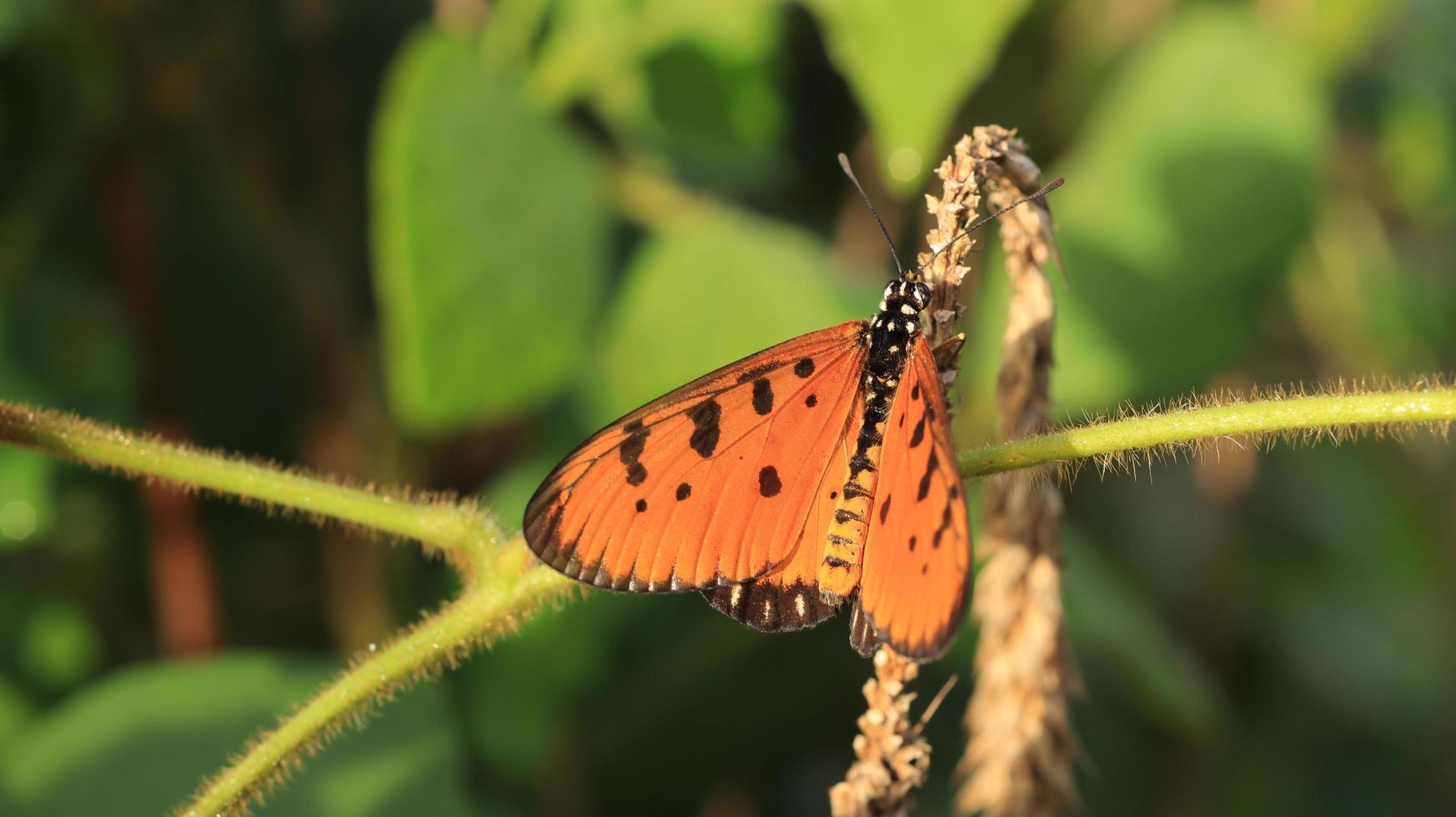 una pequeña mariposa en la rama de la flor foto