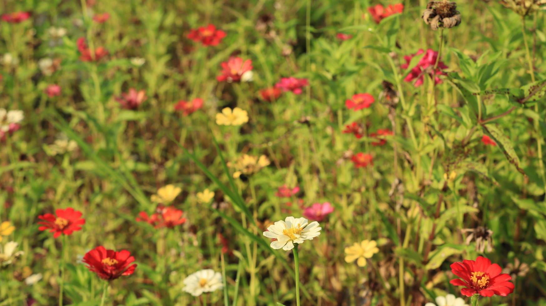 el jardín de zinnia con todos los colores diferentes de flor foto