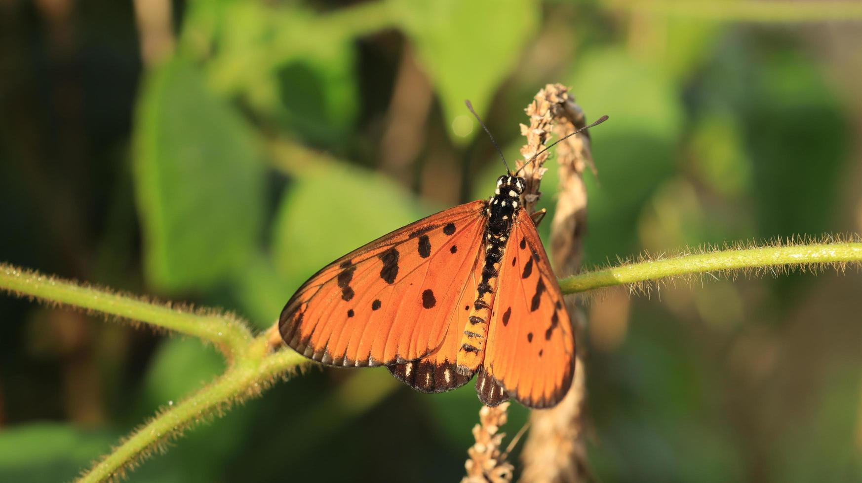 la mariposa en la rama seca foto