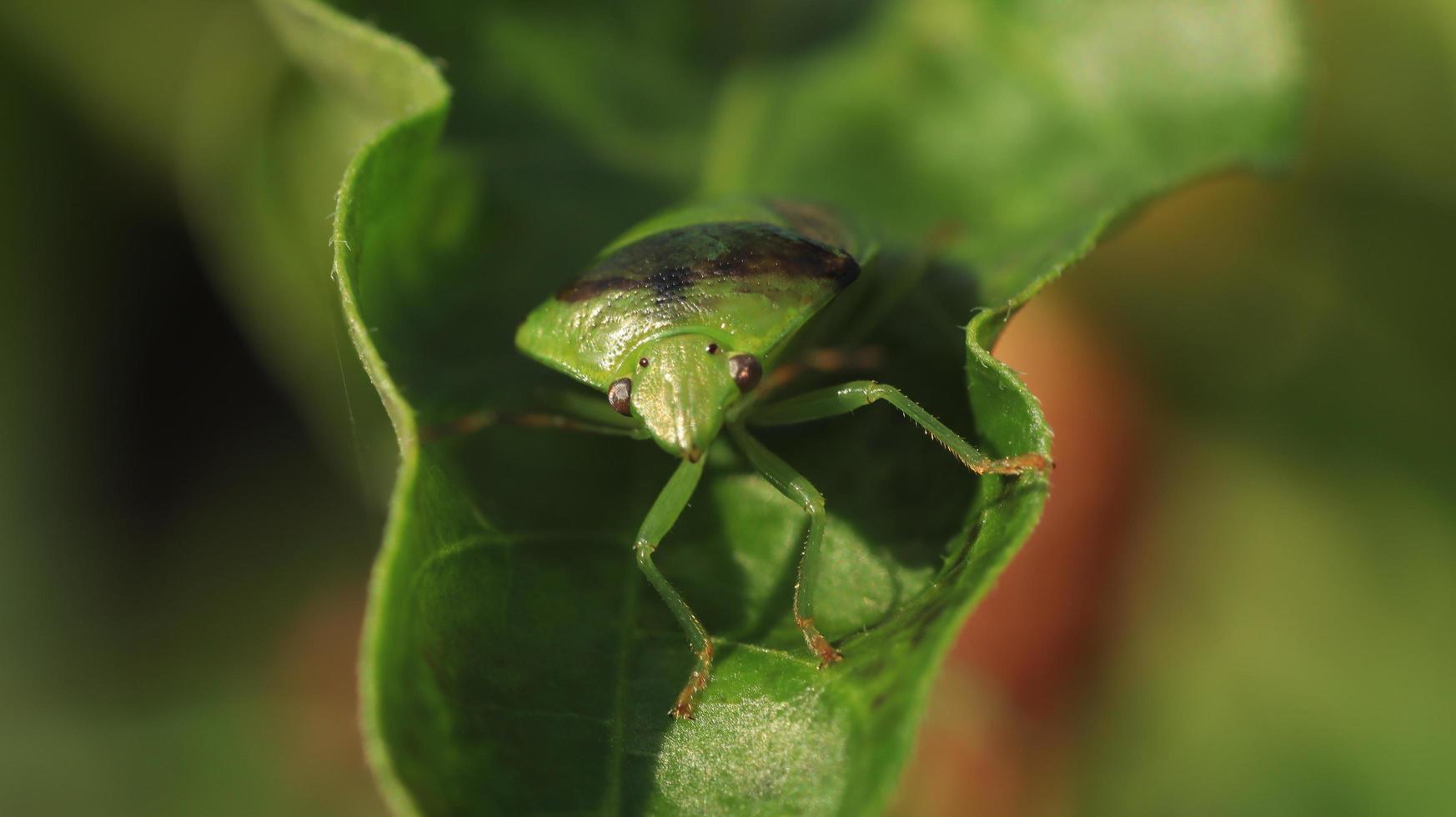 an insect on the leaf photo