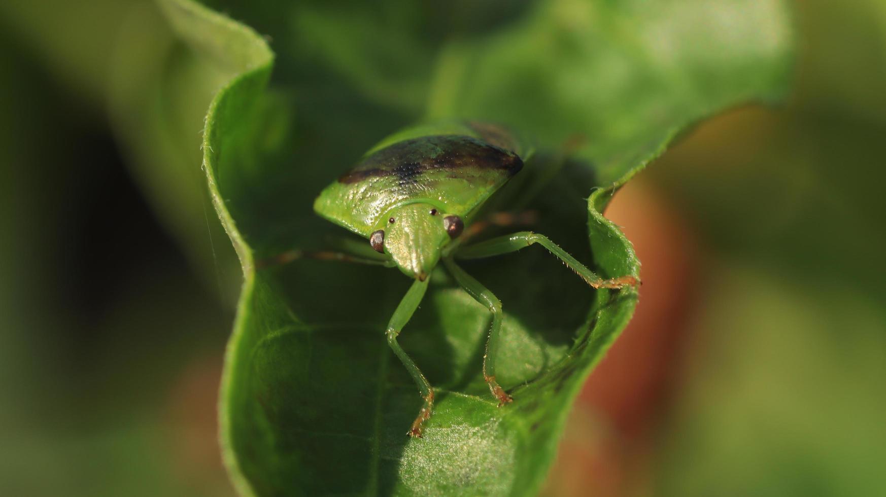 un insecto en la hoja foto