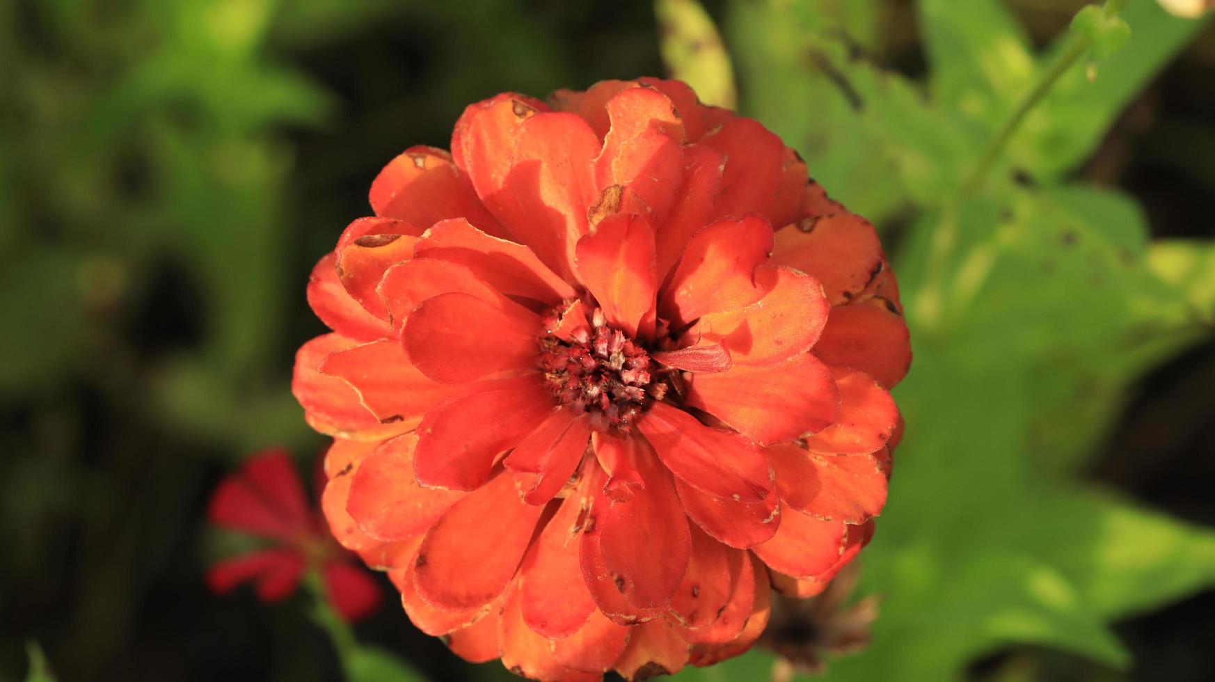 an orange zinnia flower photo