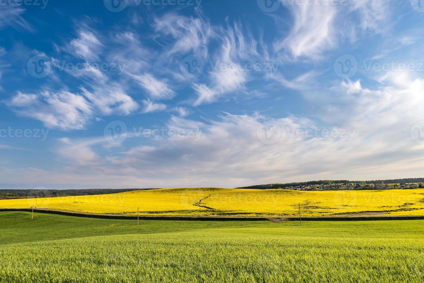 campo de hermosa flor dorada primaveral de colza con cielo azul foto