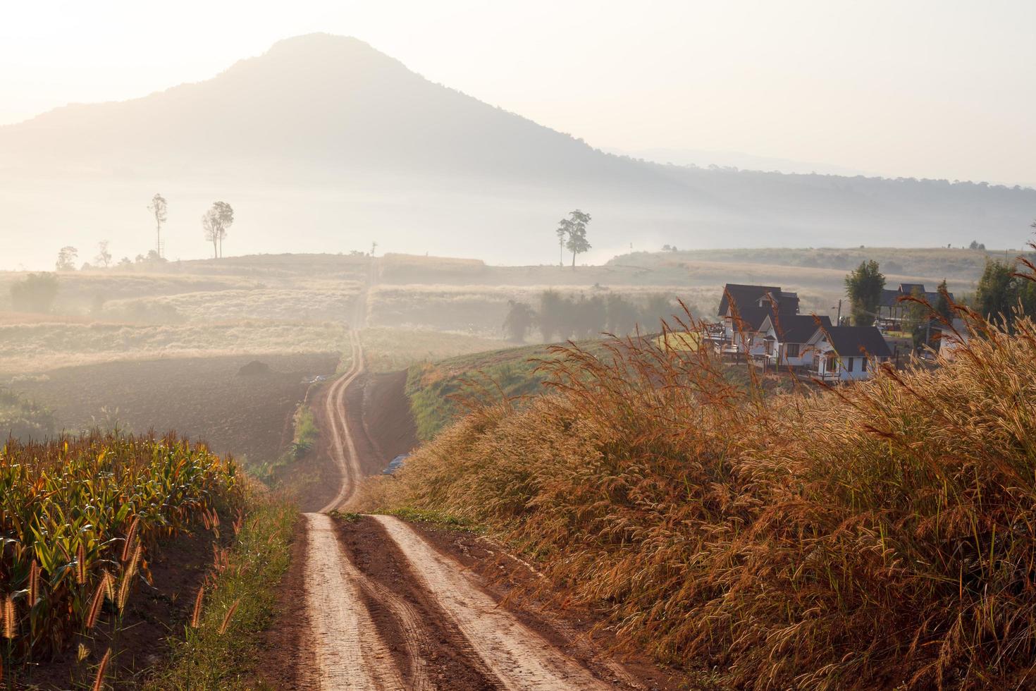 camino de tierra que conduce a través del bosque de principios de primavera en una mañana nublada en el punto de vista de khao takhian ong en khao-kho phetchabun, tailandia foto