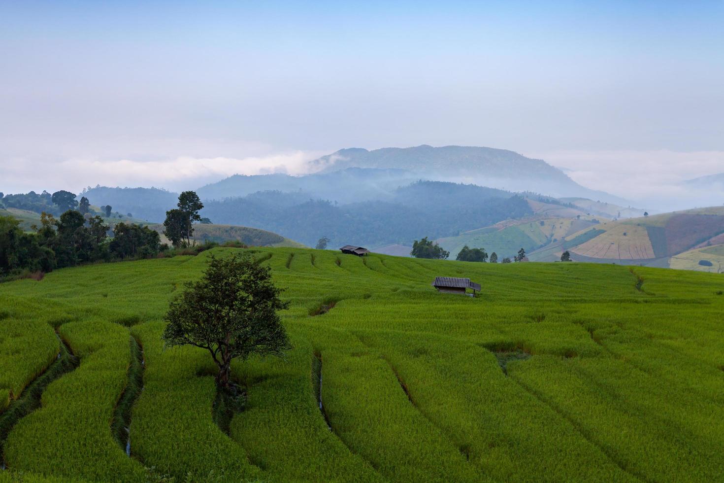 Green Terraced Rice Field at Ban Pa Bong Peay in Chiangmai, Thailand photo